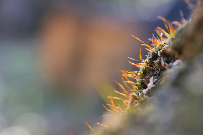 Close-up of succulent plant