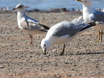 Seagull on a land