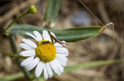 Close-up of butterfly pollinating on flower