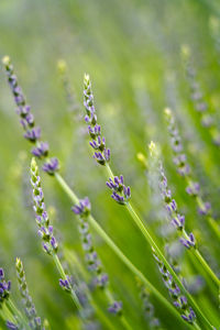 Close-up of purple flowering plant on field