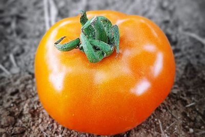 High angle view of oranges