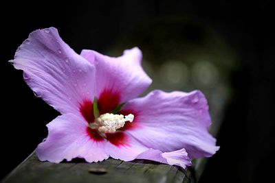 Close-up of pink flower