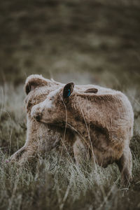 Close-up of a horse on field