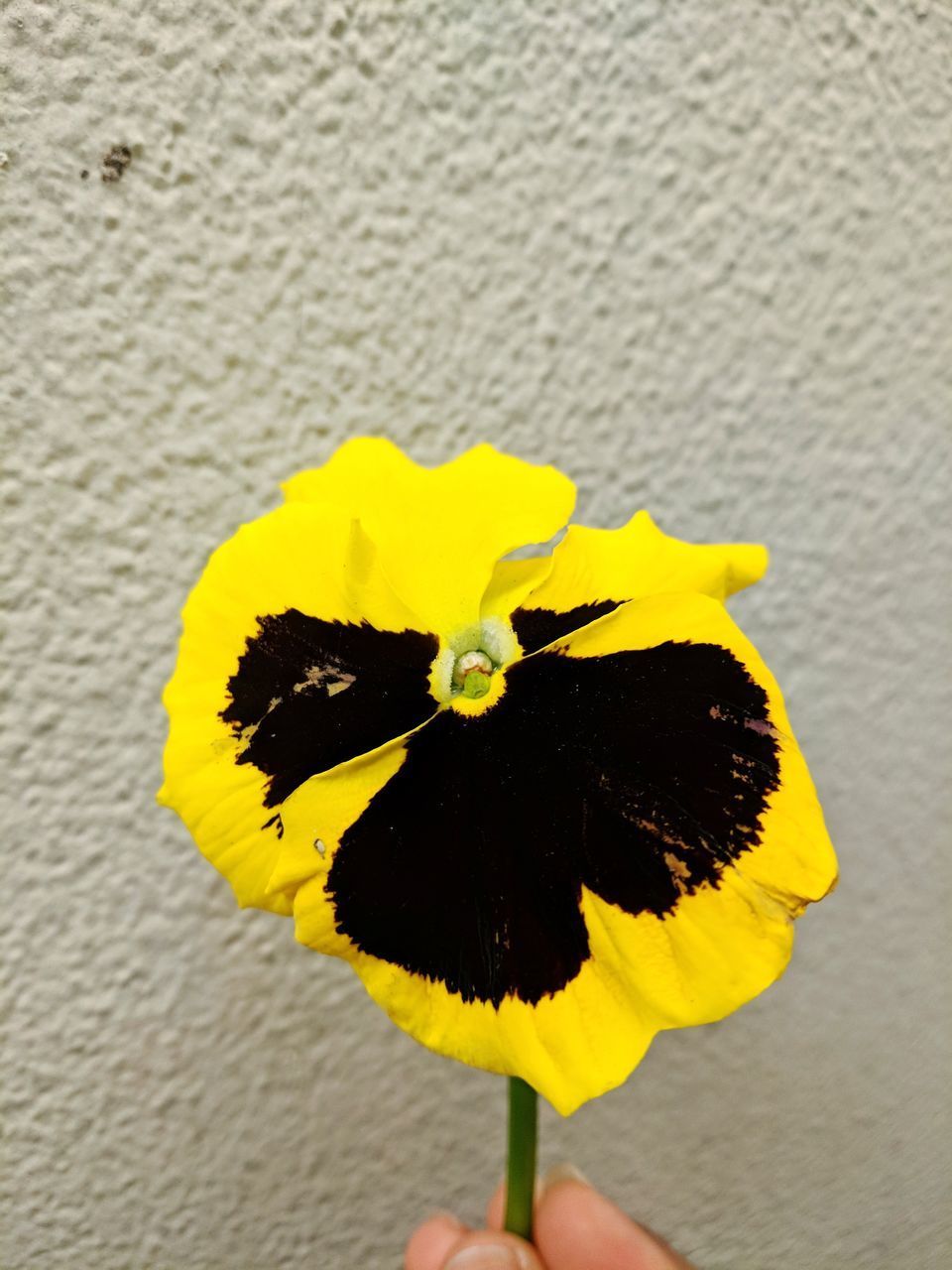 CLOSE-UP OF YELLOW SUNFLOWER ON WALL