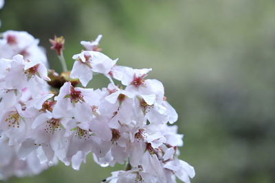 Close-up of white cherry blossom