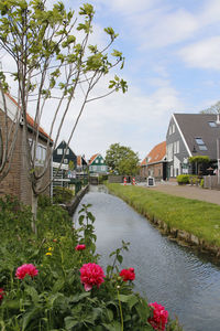 View of flowering plants by canal against buildings