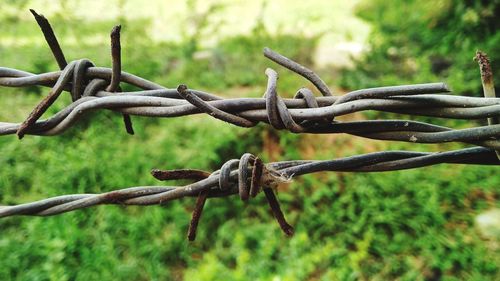 Close-up of barbed wire fence against trees