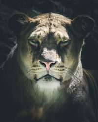 Portrait of lioness dark style image