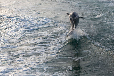 Dog in a sea