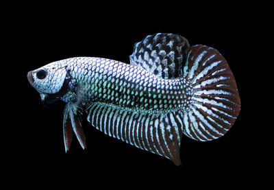 Close-up of a lizard on black background