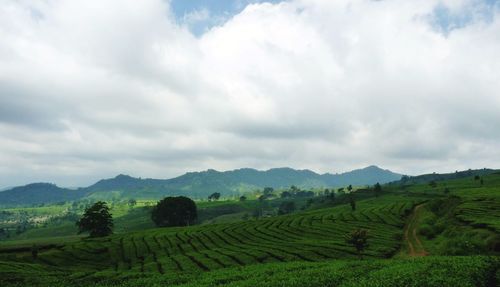 Scenic view of agricultural field against sky