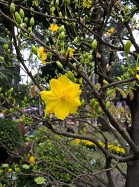 Low angle view of yellow tree