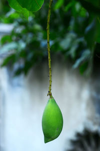 Plum fruit hanging on blurred background