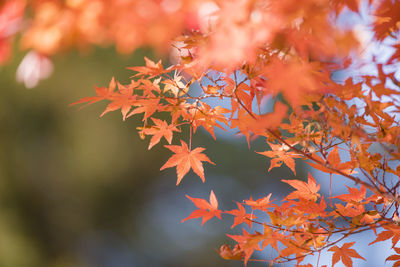 Close-up of maple leaves on tree