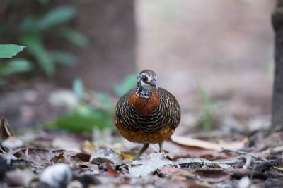 Close-up of a bird