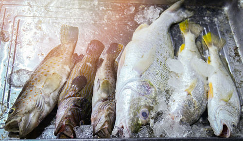 Close-up of fish for sale in market