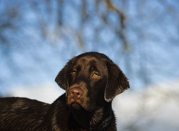 Close-up of a dog looking away