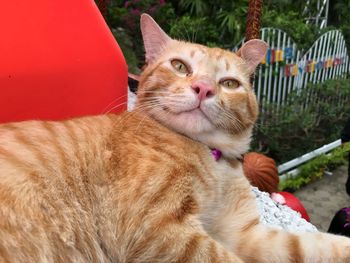 Close-up of a cat lying down