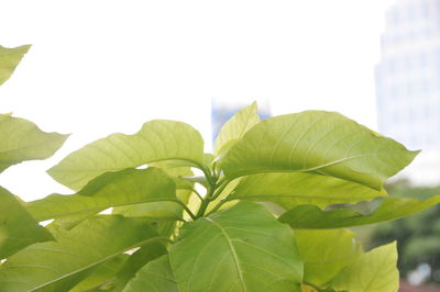 Close-up of fresh green plant