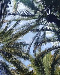 Low angle view of palm trees against sky