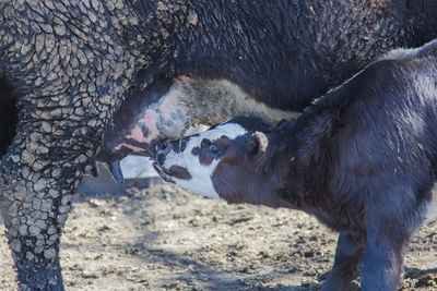 Suckling calf.