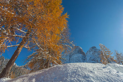 Mount pelmo and autumn colored larch that comes out behind a snowdrift