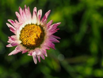 Close-up of pink flower
