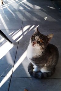 Cat sitting on floor