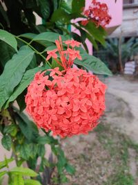 Close-up of red flowering plant