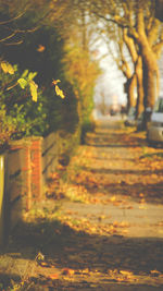 Close-up of leaves on landscape during autumn