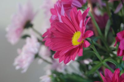 Close-up of pink flowering plant
