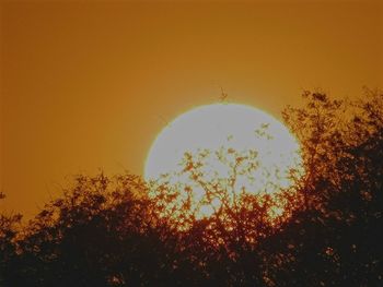 Low angle view of trees at sunset