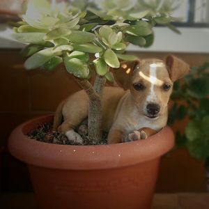 Close-up of puppy