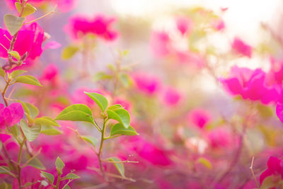 Selective focus image bud of leaves blossom on pink petals bougianvillea flower plant blooming 