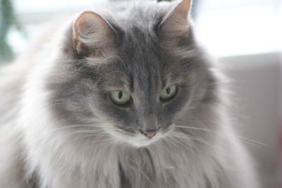 Close-up portrait of cat