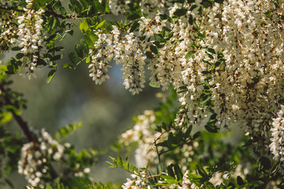 Close-up of cherry blossom tree