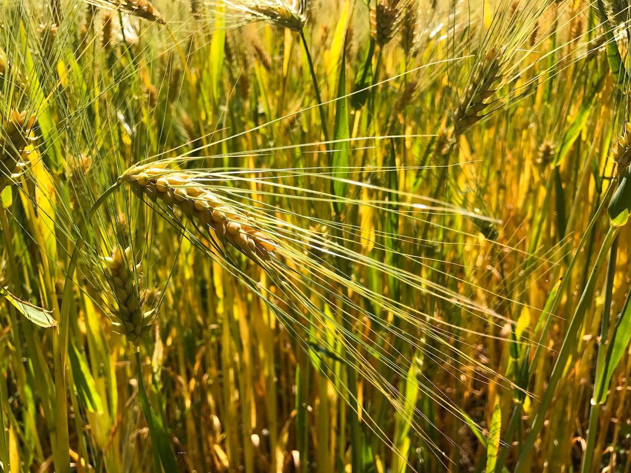 growth, cereal plant, nature, agriculture, crop, field, wheat, plant, grass, ear of wheat, farm, green color, outdoors, rural scene, beauty in nature, no people, day, close-up, tranquility, rye - grain, freshness