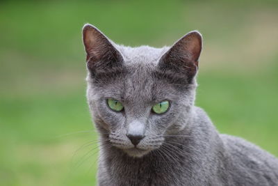 Close-up portrait of cat against blurred background