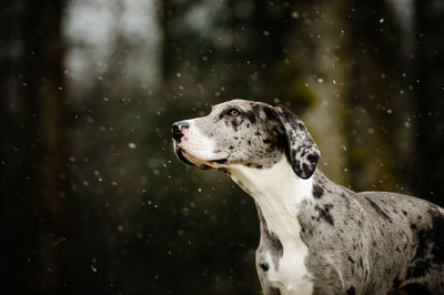 Close-up of dog