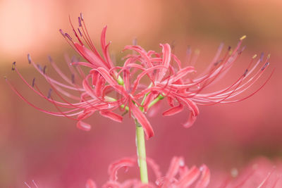 Close-up of red flowering plant