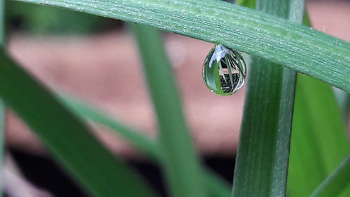 Close-up of insect on plant