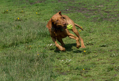 Vizsla playing with ball on grassy field