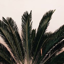 Low angle view of palm tree against sky