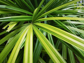 Full frame shot of palm tree