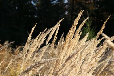 Close-up of plant