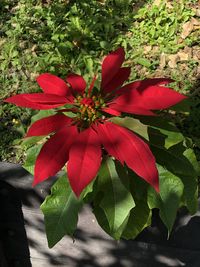 Close-up of red flowering plant