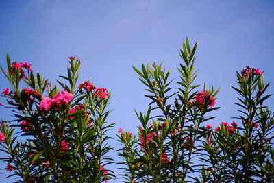 Low angle view of red flowering plants against blue sky