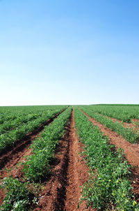 Scenic view of plowed field against clear sky