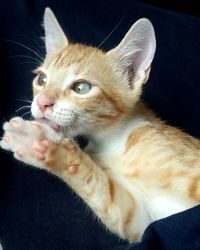 Close-up of ginger cat