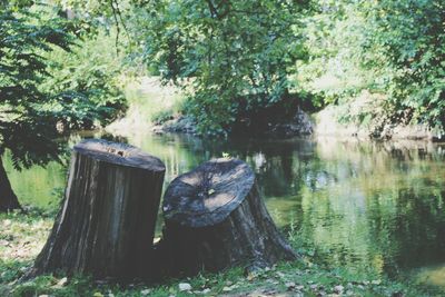 Scenic view of tree stump in forest